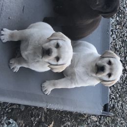 Labrador Retriever Puppies from Showtime Labradors