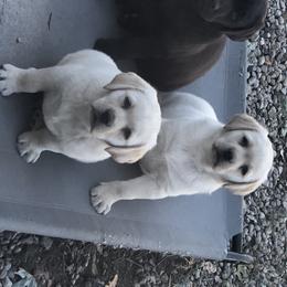 Labrador Retriever Puppies from Showtime Labradors