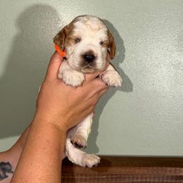 Rocket - Lemon and white male English Springer Spaniel puppy in Williston, Florida from Parks Paradise Springers