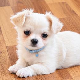 Boy1 - White male Chihuahua puppy in Alaska from Snowy Mountains Chihuahua