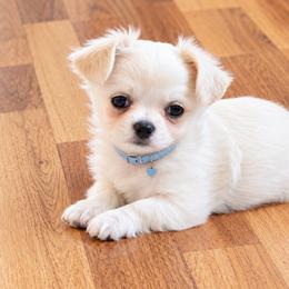 Boy1 - White male Chihuahua puppy in Alaska from Snowy Mountains Chihuahua