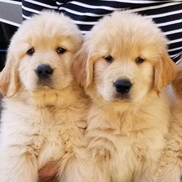Golden Retrievers from Musicur Kennels