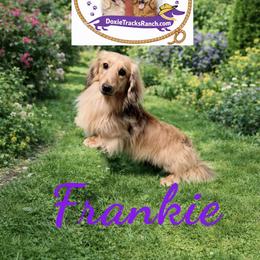 Dachshund Puppies from DTR