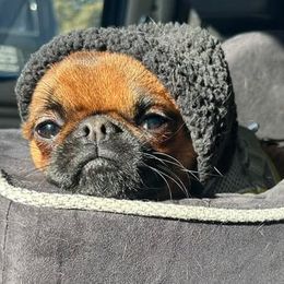 PRINCESS POPPY - Brussels Griffon