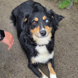Lylah - Australian Shepherd