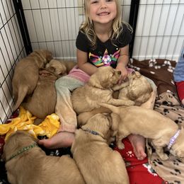 Golden Retriever Puppies from Renko Kennel