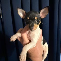 Pup Z - White black and tan female Toy Fox Terrier puppy in Clermont, Florida from Debbie Hiles's Toy Fox Terriers