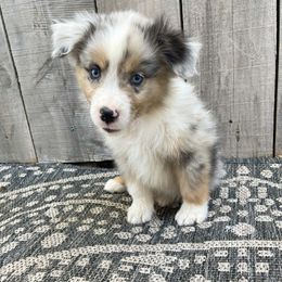 Miniature Australian Shepherd Puppies from Wild Outlaw Aussies