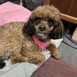 Ruby - Poodle