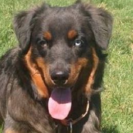 Australian Shepherds from Comeback Aussies