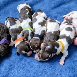 Australian Labradoodle puppies from Sutton Place Doodles