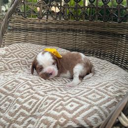 Yoshi - Blenheim male Cavalier King Charles Spaniel puppy in Shingle Springs, California from California Spaniels
