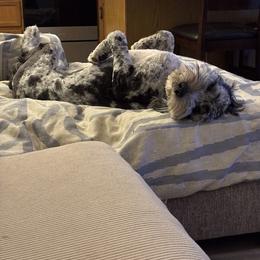 Assorted Doodle Crosses and Newfypoo All Grown Up from Arizona Doodle Trails