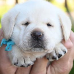 Cleo's Teal - Yellow male Labrador Retriever puppy in Pasco, Washington from ROCK CREEK LABRADORS Pasco, WA