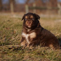 Graham - Red tri-color male Australian Shepherd puppy in Glenville, Pennsylvania from Rolling Hills Australian Shepherds