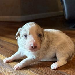 Bailey girl - Lilac merle female Border Collie puppy in Fairview, Tennessee from Hoffman Forest Acres LLC