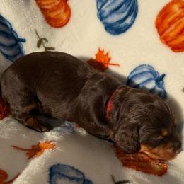 Waffle - Chocolate and tan male Dachshund puppy in Humphreys, Missouri from Foster’s Dachshunds