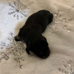 Puppy 2 - Black and cream male Dachshund puppy in Martinsville, Virginia from Rea's Doxies