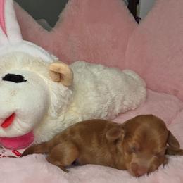 Cookie- AKC Price 4280 -Pet only price 3210 - Dapple female Dachshund puppy in Bristol, Tennessee from It's Mini Wieners Baby