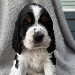 Boy 1 - male English Springer Spaniel puppy in Fort Collins, Colorado from Indy Star Springers