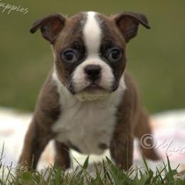 AKC 'Hilton' - Brindle and white male Boston Terrier puppy in Lamar, Missouri from Marti Acres ~ Boston Terrier & Beagles