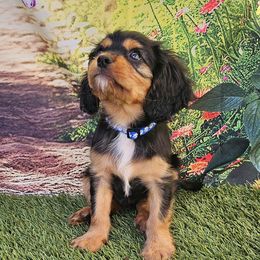 Cavalier King Charles Spaniels from Roger Jones