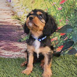 Cavalier King Charles Spaniels from Roger Jones