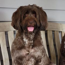 Portuguese Water Dogs from Portuguese Water Dogs of M'Le
