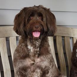 Portuguese Water Dogs from Portuguese Water Dogs of M'Le