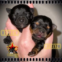 Yorkshire Terrier Puppies from Tinseltown Yorkies