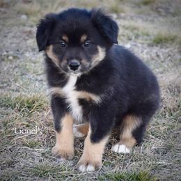Lionel - Black tri male Miniature Australian Shepherd puppy in Evant, Texas from Lazy VT Bar Ranch