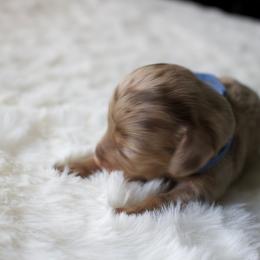 Clover - Chocolate and cream male Dachshund puppy in Morrow, Ohio from Courtney’s Colorful Doxies
