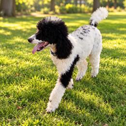Tommy - Parti female Poodle puppy in Washington, Pennsylvania from Patriotic Poodles