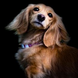 Mya - Dachshund