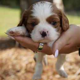 Liam - Blenheim male Cavalier King Charles Spaniel puppy in Lula, Georgia from Cavaliers by Crumley