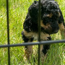 Skye - Phantom female Poodle puppy in Vaughn, Montana from 406 Poodles