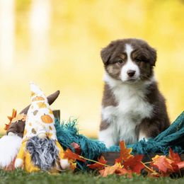 Australian Shepherds and Labrador Retrievers from RainyDaze Labradors and Aussies