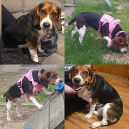 Riley - Black red and white female Beagle puppy in Bemidji, Minnesota from Nse Farms Beagles