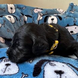 Goldendoodle Puppies from Bridger Peak Doodles