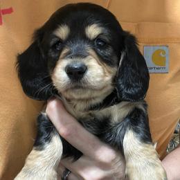 Emma - Black and tan female Dachshund puppy in Jordan, Arkansas from Lakeshore Dachshunds