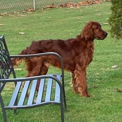 Lucky - Irish Setter