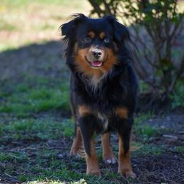 Pigeon - Toy Australian Shepherd