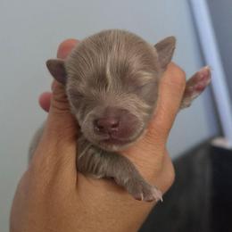 Lavender male - Silver male Chihuahua puppy in Newark, Ohio from Gemini Kennels