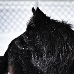 Sabbath  - German Shepherd