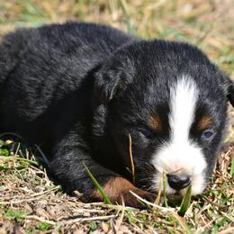 DiamondR Olaf - Black Tri Male - Black tri male Miniature Australian Shepherd puppy in Gravette, Arkansas from DiamondR Mini Aussies @ DiamondR Farm & Kennel