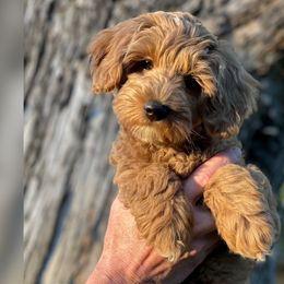 Pepè - Goldendoodle puppy in Ogden, Utah from Archava Doodles