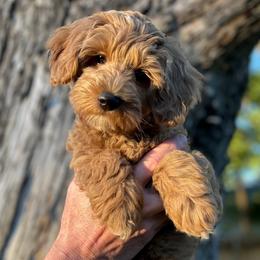 Pepè - Goldendoodle puppy in Ogden, Utah from Archava Doodles