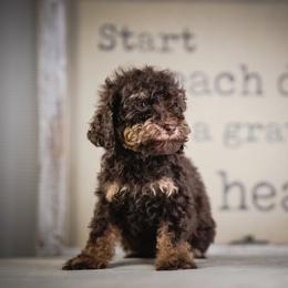 Scout - Brown male Poodle puppy in Caldwell, Idaho from Boise Doodle Co.