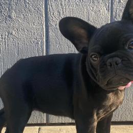 French Bulldogs from Santa Cruz French Bulldogs