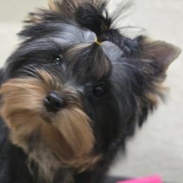 Yorkshire Terrier puppies from Twilights Yorkies FL